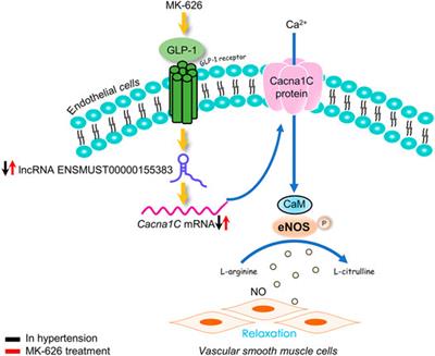 LncRNA ENSMUST00000155383 is Involved in the Improvement of DPP-4 Inhibitor MK-626 on Vascular Endothelial Function by Modulating Cacna1c-Mediated Ca2+ Influx in Hypertensive Mice